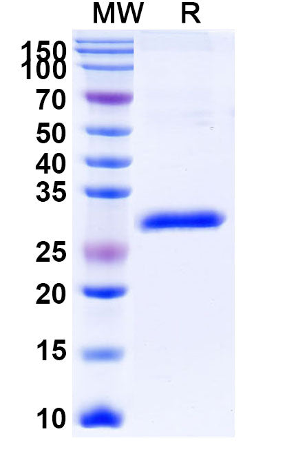 Anti-Human CD340/ERBB2/HER2 Reference Antibody (Gancotamab) – Figure 1 of 1