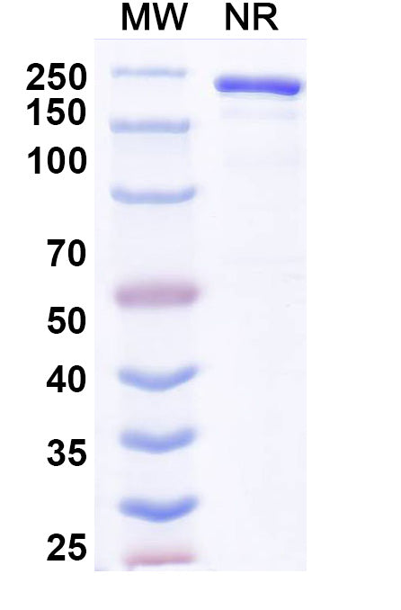 Anti-Human ErbB2/Her2 Reference Antibody (Anvatabart) – Figure 1 of 1