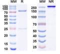 Anti-Human CD340/ERBB2/HER2/NEU Reference Antibody (MEDI4276) – Figure 1 of 2