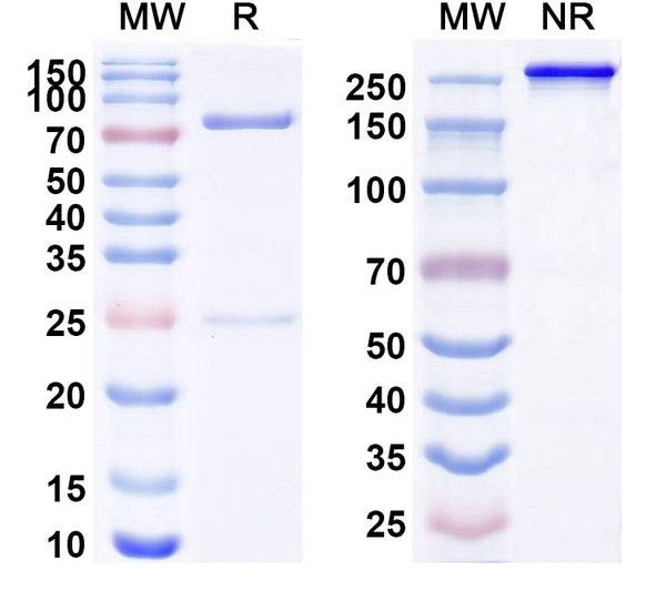 Anti-Human CD340/ERBB2/HER2/NEU Reference Antibody (MEDI4276) – Figure 1 of 2