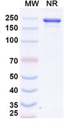 Anti-Human ErbB2/Her2 Reference Antibody (Calotatug) – Figure 1 of 1