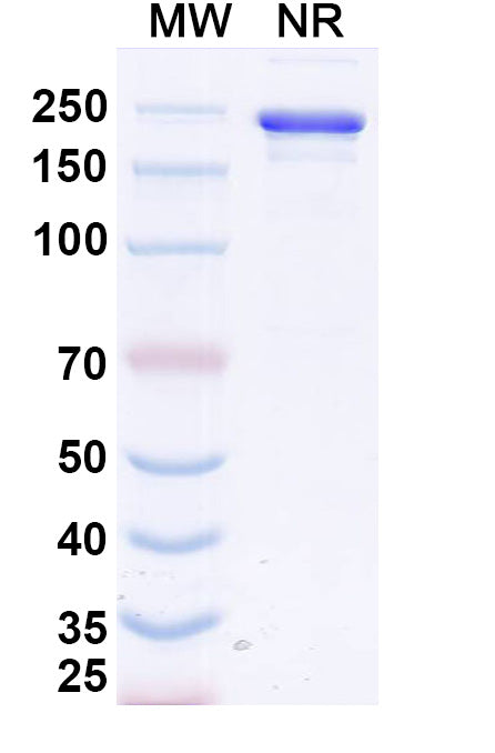 Anti-Human ErbB2/Her2 Reference Antibody (Calotatug) – Figure 1 of 1