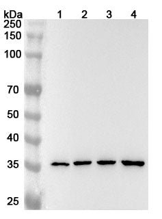 Western blot analysis was performed using anti-ANXA2 polyclonal antibody at 1ug/mL on various samples.
Lane 1: NIH3T3 cell lysate
Lane 2: A431 cell lysate
Lane 3: A549 cell lysate
Lane 4: PC-12 cell lysate