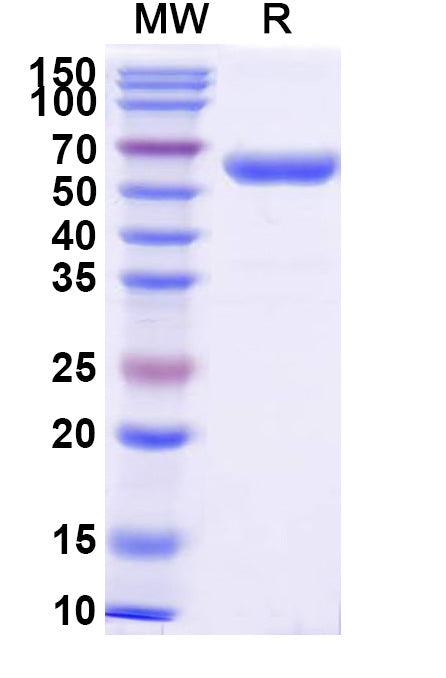 Recombinant Human CD7 Protein, C-Fc