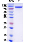 Recombinant Human CD55 Protein, C-Fc