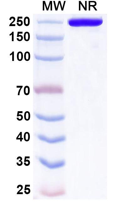 Anti-Human NCAM-1/CD56 Reference Antibody (Lorvotuzumab) – Figure 1 of 1