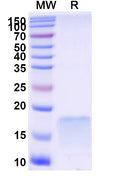 SDS-PAGE for Anti-Human CCL3/MIP-1-alpha Nanobody (SAA1270).