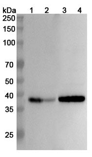 Western blot analysis was performed using anti-SYP polyclonal antibody at 1ug/mL on various samples.
Lane 1: Mouse brain lysate
Lane 2: Mouse cerebellum lysate
Lane 3: Rat brain lysate
Lane 4: Rat cerebellum lysate