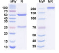 Anti-Human ICAM-1/CD54 Reference Antibody (Bersanlimab) – Figure 1 of 1