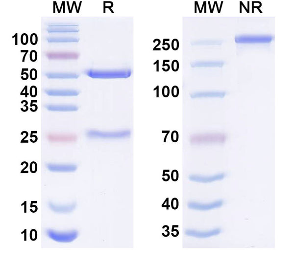 Anti-Human ICAM-1/CD54 Reference Antibody (Bersanlimab) – Figure 1 of 1