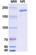 Anti-Human ICAM-1/CD54 Reference Antibody (Enlimomab) – Figure 1 of 1