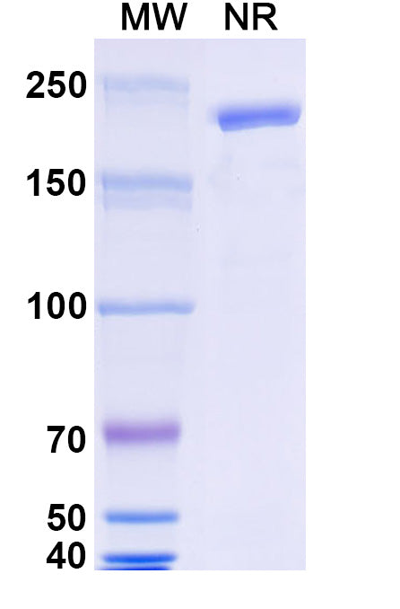 Anti-Human ICAM-1/CD54 Reference Antibody (Enlimomab) – Figure 1 of 1