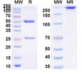 SDS-PAGE for Anti-K48-linked Polyubiquitin Antibody (SAA0329).