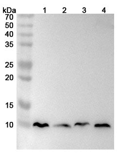 Western blot analysis was performed using anti-MT-ATP8 polyclonal antibody at 1ug/mL  on various samples.
Lane 1: HepG2 cell lysate
Lane 2: Lncap cell lysate
Lane 3: A549 cell lysate
Lane 4: Hela cell lysate