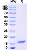 SDS-PAGE for Anti-Human IL6 Nanobody (SAA0798)