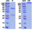 SDS-PAGE for Anti-IL6 Monoclonal antibody (10G10)