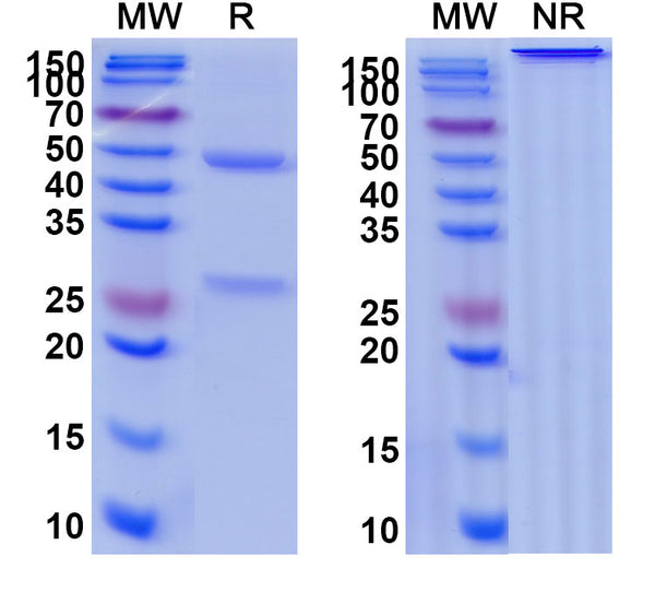 SDS-PAGE for Anti-IL6 Monoclonal antibody (10G10)