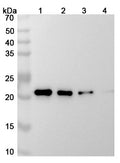 Anti-Human IL-6 Reference Antibody (Siltuximab) – Figure 1 of 3