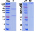 SDS-PAGE for Anti-IL6 Monoclonal antibody (10C6)