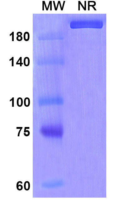 Anti-Human IL-6 Reference Antibody (Ziltivekimab) – Figure 1 of 1