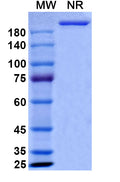 Anti-Human IL-6 Reference Antibody (Sirukumab) – Figure 1 of 1