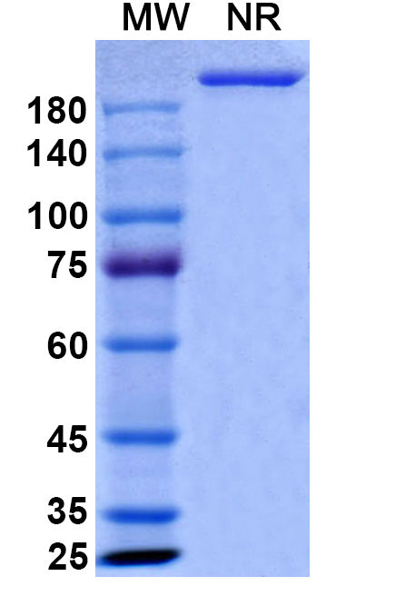 Anti-Human IL-6 Reference Antibody (Sirukumab) – Figure 1 of 1