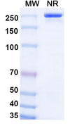 Anti-Human IL-6 Reference Antibody (Olokizumab) – Figure 1 of 1