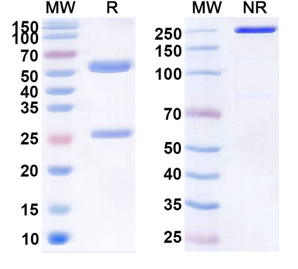 Anti-Human IL-6 Reference Antibody (Elsilimomab) – Figure 1 of 1