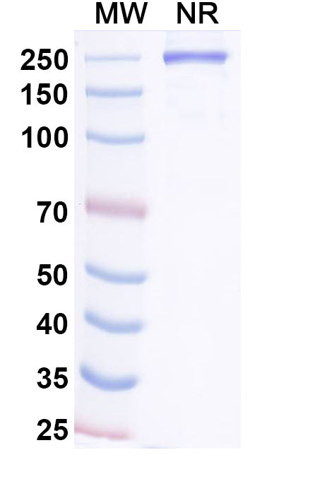 Anti-Human IL-6 Reference Antibody (Vamikibart) – Figure 1 of 3