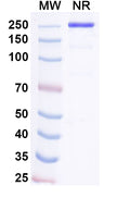 Anti-Human IL-6 Reference Antibody (Pacibekitug) – Figure 1 of 3