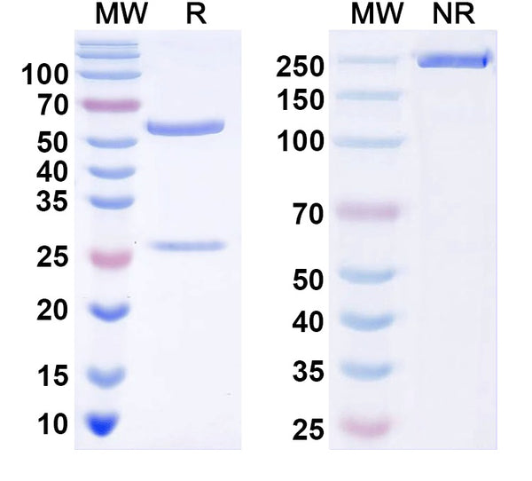 SDS-PAGE for Anti-Human HCG Monoclonal Antibody (1A368)