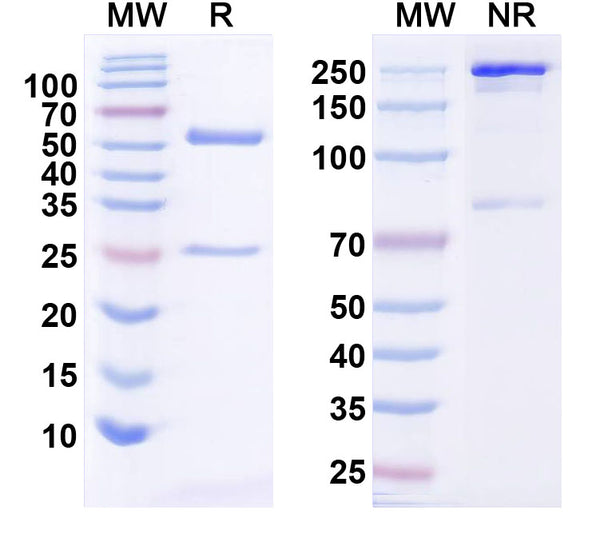 SDS-PAGE for Anti-Human HCG Monoclonal Antibody (1A369)