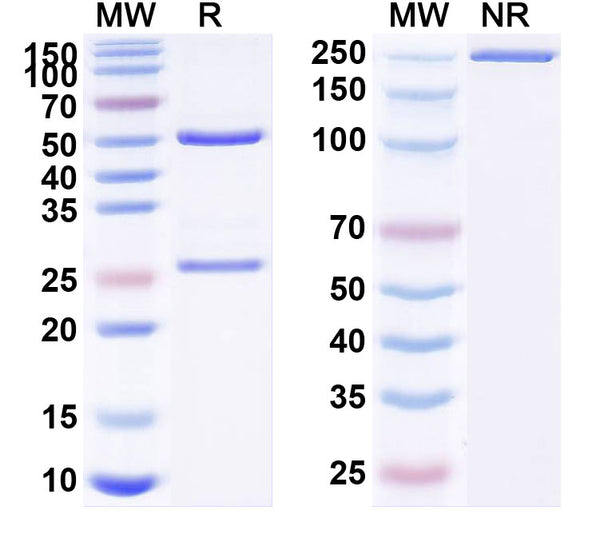 SDS-PAGE for Anti-Human HCG Monoclonal Antibody (1A371)