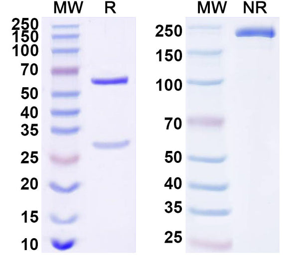 SDS-PAGE for Anti-Human HCG Monoclonal Antibody (1A372)