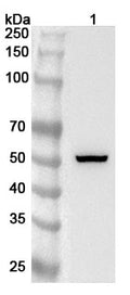 Western blot analysis was performed using anti-TGFB3 polyclonal antibody at 1ug/mL on various samples.
Lane 1: A549 cell lysate