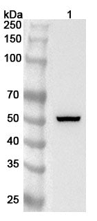 Western blot analysis was performed using anti-TGFB3 polyclonal antibody at 1ug/mL on various samples.
Lane 1: A549 cell lysate