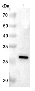 Western blot analysis was performed using anti-CA1QA polyclonal antibody at 1μg/ml on various samples.
Lane 1: Human plasma lysate