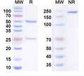 Anti-Human C1q Reference Antibody (ANX005) – Figure 1 of 1