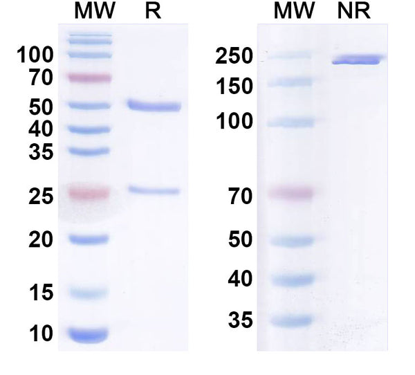Anti-Human C1q Reference Antibody (ANX005) – Figure 1 of 1