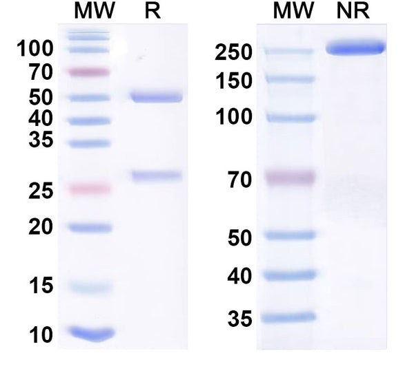 Anti-Human Complement Component C1q Reference Antibody (Tanruprubart) – Figure 1 of 1