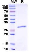 Recombinant Human ESR1/ER-alpha Protein, N-His