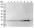 Western blot analysis was performed using anti-PCNA polyclonal antibody at 1ug/mL on various samples.
Lane 1: NIH3T3 cell lysate
Lane 2: PC-12 cell lysate
Lane 3: Hela cell lysate
Lane 4: MCF-7 cell lysate
Lane 5: HepG2 cell lysate
Lane 6: Jurkat cell lysate
Lane 7: 293T cell lysate
Lane 8: Mouse spleen lysate