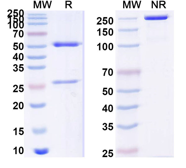 SDS-PAGE for Anti-Human LCAT Antibody (SAA0537).
