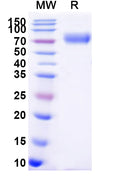 Recombinant Human CD102/ICAM2 Protein, C-Fc