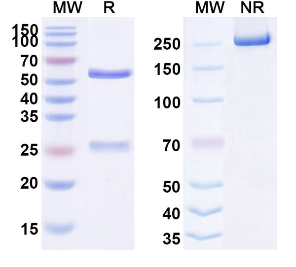 Anti-Human IGF-I R/IGF1R Reference Antibody (Dalotuzumab) – Figure 1 of 1