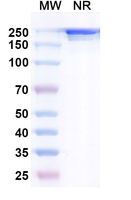 Anti-Human IGF-I R/IGF1R Reference Antibody (Cixutumumab) – Figure 1 of 1