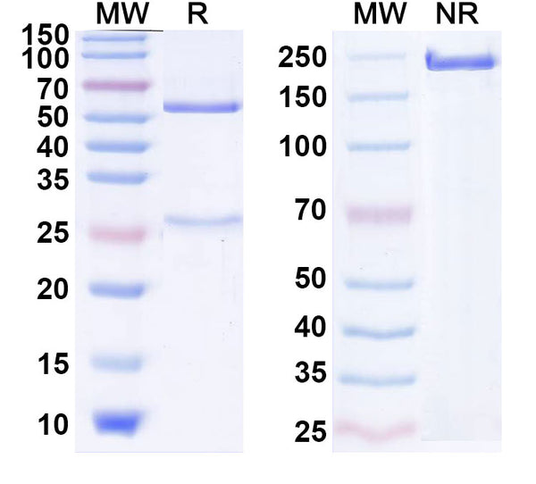 Anti-Human IGF-I R/IGF1R Reference Antibody (Figitumumab) – Figure 1 of 1