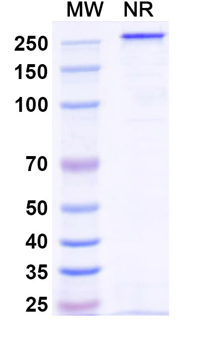 Anti-Human IGF-I R/IGF1R Reference Antibody (Veligrotug) – Figure 1 of 1