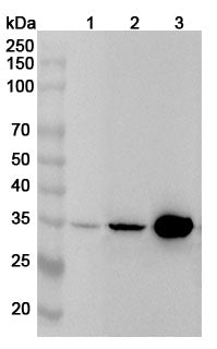 Western blot analysis was performed using anti-TYMS polyclonal antibody at 1ug/mL on various samples.
Lane 1: Hela cell lysate
Lane 2: 293T cell lysate
Lane 3: Jurkat cell lysate