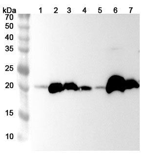 Western blot analysis was performed using anti-GPX1  polyclonal antibody at 1ug/mL on various samples.
Lane 1: HL-60 cell lysate
Lane 2: Mouse liver lysate
Lane 3: Mouse kidney lysate
Lane 4: Mouse spleen lysate
Lane 5: Mouse lung lysate
Lane 6: Rat liver lysate
Lane 7: Rat kidney lysate